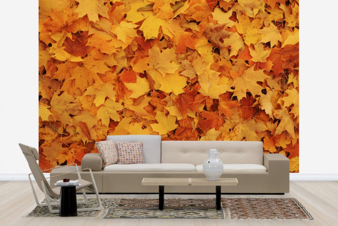 PHOTOWALL / Bed of Autumn Maple Leaves (e24602)