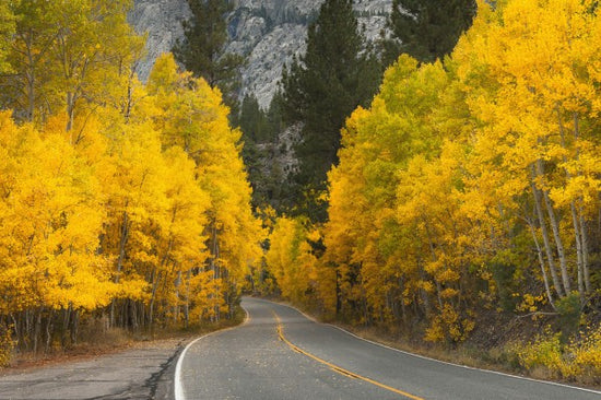 PHOTOWALL / Eastern Sierra Autumn Landscape (e24564)