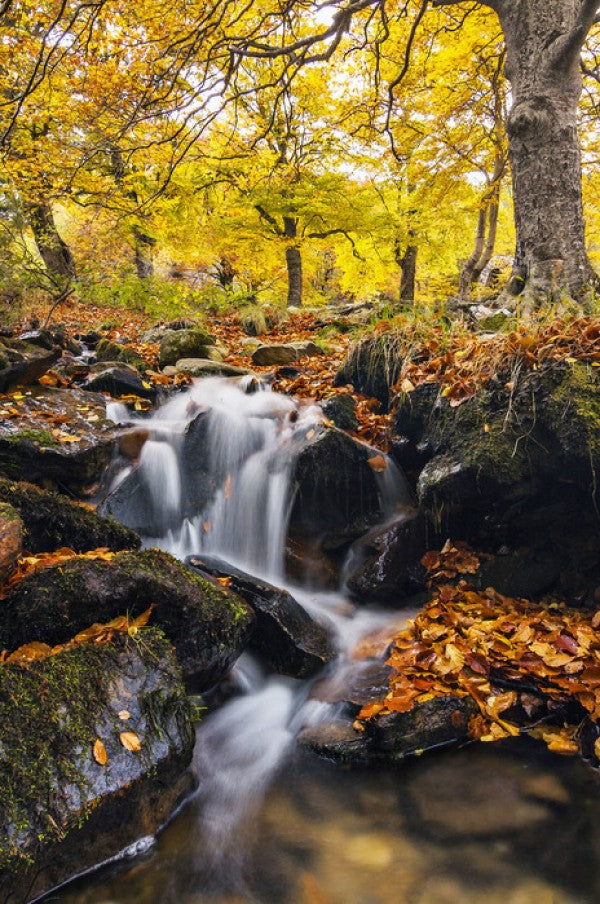 PHOTOWALL / Splashes of Autumn (e24588)