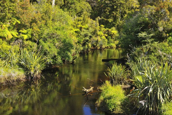 PHOTOWALL / Coastal Temperate Rain Forest (e24685)