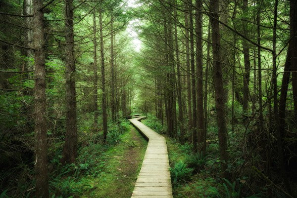 PHOTOWALL / Footbridge into Vancouver Island (e24614)