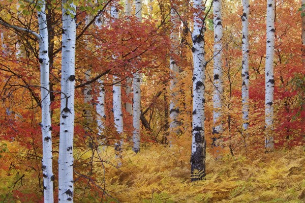 PHOTOWALL / Autumn Birches of the Rocky Mountains (e24622)