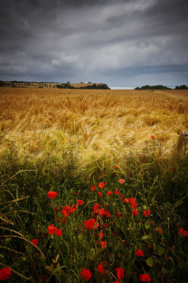 PHOTOWALL / Poppies and Hay Field (e24666)
