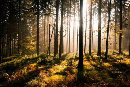 PHOTOWALL / Fall Forest with Sunrays (e24667)