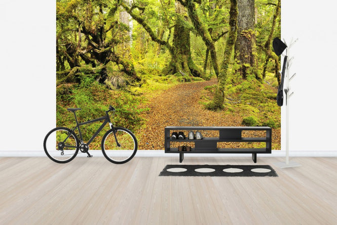 PHOTOWALL / Path through Rainforest (e24676)