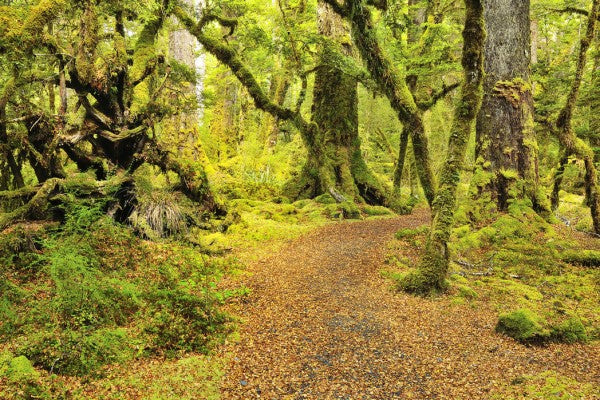 PHOTOWALL / Path through Rainforest (e24676)