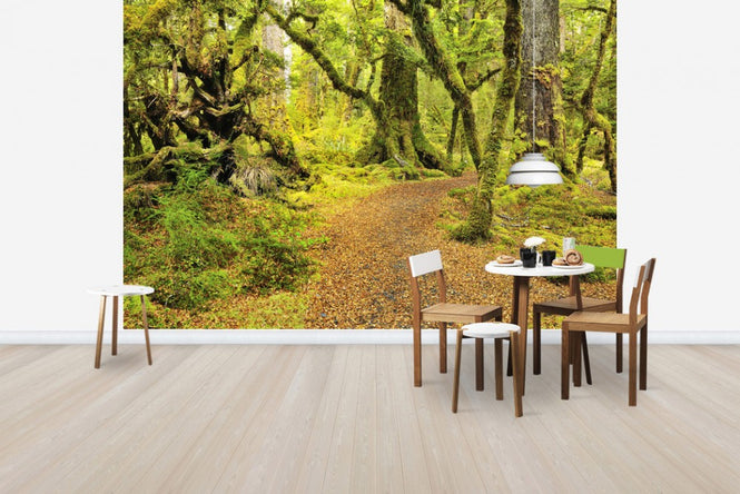 PHOTOWALL / Path through Rainforest (e24676)