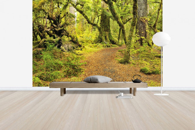 PHOTOWALL / Path through Rainforest (e24676)