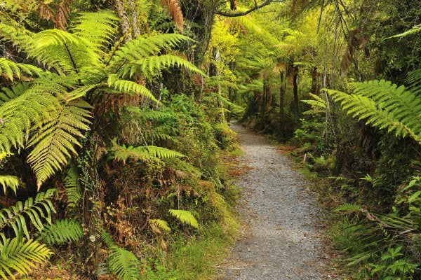 PHOTOWALL / Path through Ferns (e24678)