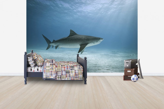 PHOTOWALL / Tiger Shark (e24631)