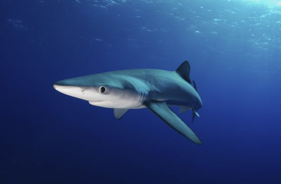 PHOTOWALL / Lone Blue Shark (e24633)