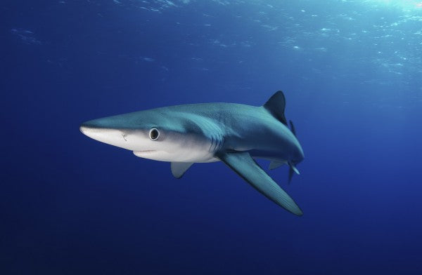 PHOTOWALL / Lone Blue Shark (e24633)