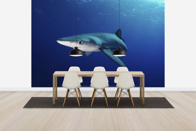 PHOTOWALL / Lone Blue Shark (e24633)