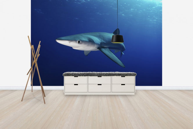 PHOTOWALL / Lone Blue Shark (e24633)