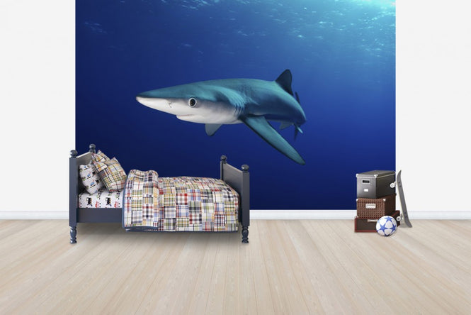 PHOTOWALL / Lone Blue Shark (e24633)