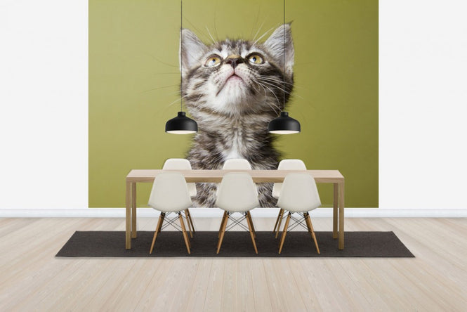 PHOTOWALL / Wondering Kitten (e24635)