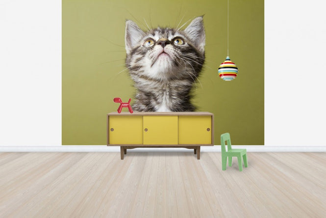 PHOTOWALL / Wondering Kitten (e24635)