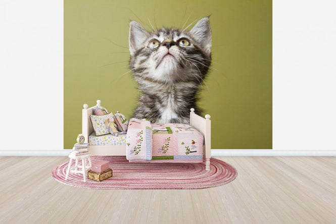 PHOTOWALL / Wondering Kitten (e24635)