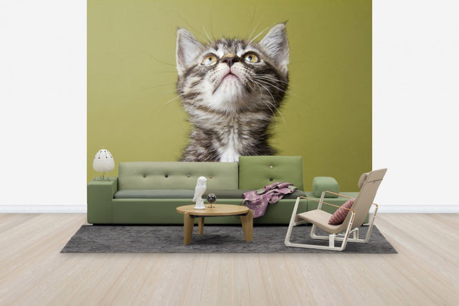 PHOTOWALL / Wondering Kitten (e24635)