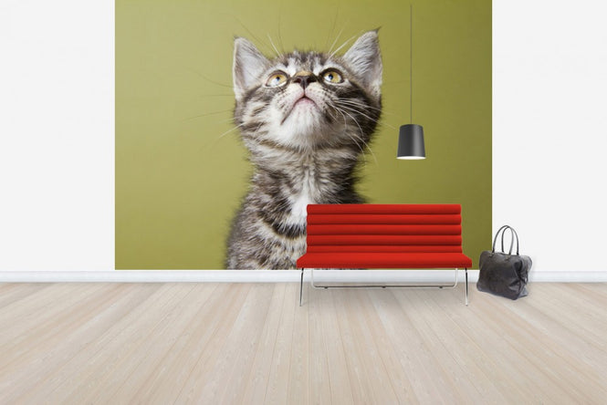 PHOTOWALL / Wondering Kitten (e24635)