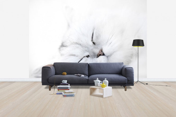 PHOTOWALL / White Cat (e24636)