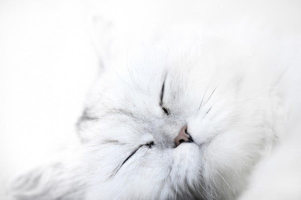 PHOTOWALL / White Cat (e24636)