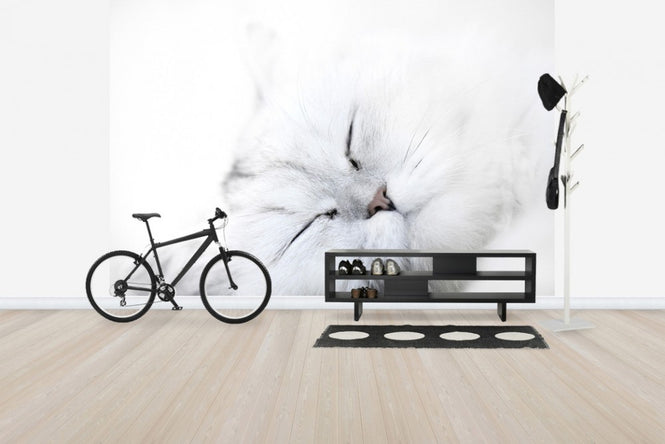 PHOTOWALL / White Cat (e24636)