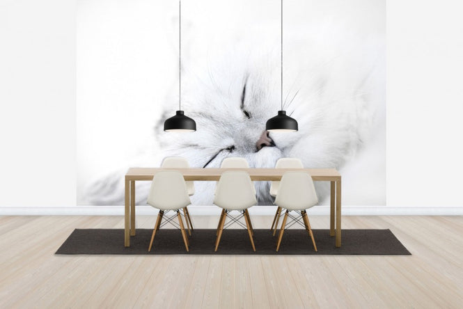 PHOTOWALL / White Cat (e24636)