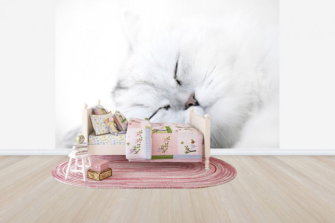 PHOTOWALL / White Cat (e24636)