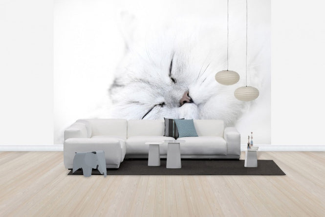 PHOTOWALL / White Cat (e24636)