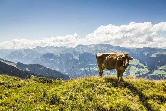 PHOTOWALL / Cow Grazing on Grassy Hillside (e24640)