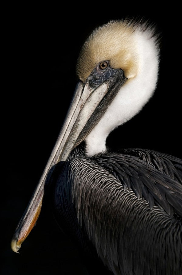 PHOTOWALL / Pelican Portrait (e24641)