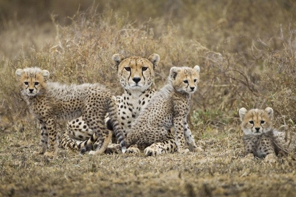 PHOTOWALL / Cheetah Cubs and Mother (e24644)