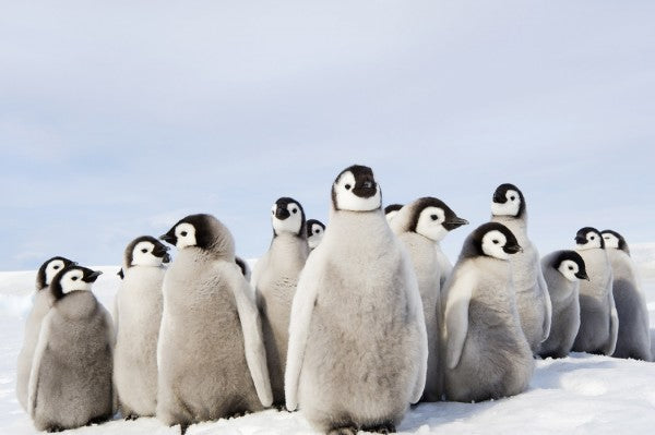 PHOTOWALL / Group of Emperor Penguin Chicks (e24653)
