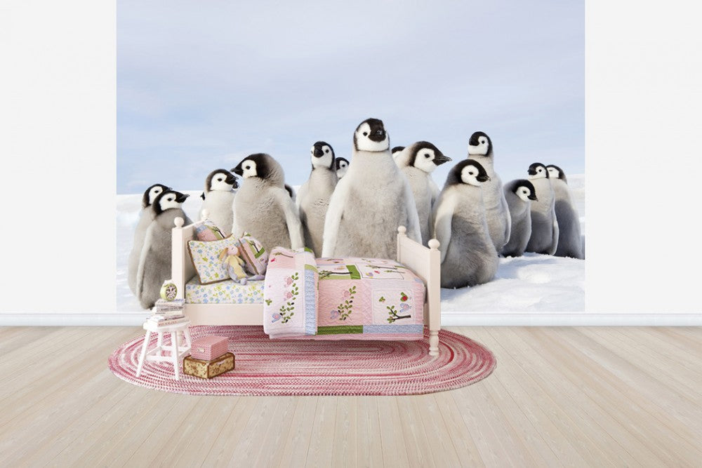 PHOTOWALL / Group of Emperor Penguin Chicks (e24653) | 輸入