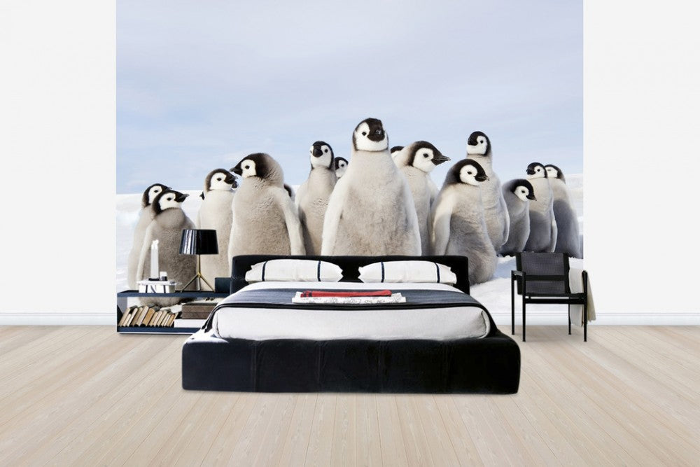 PHOTOWALL / Group of Emperor Penguin Chicks (e24653) | 輸入壁紙