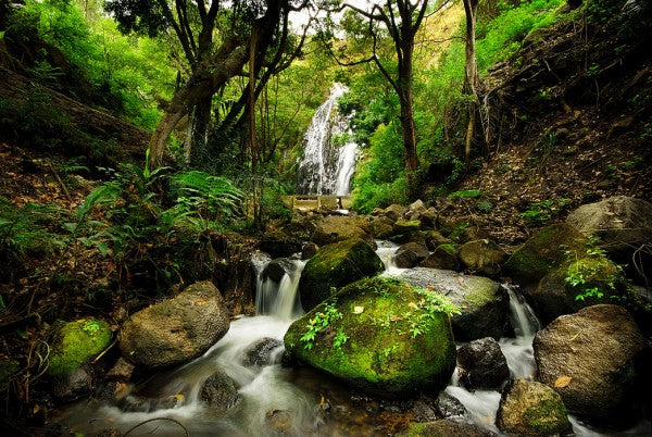 PHOTOWALL / Peaceful Forest Waterfall (e24712)