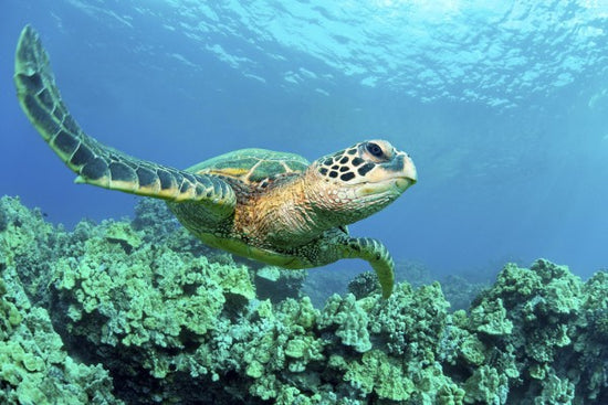 PHOTOWALL / Sea Turtle in Coral (e24724)