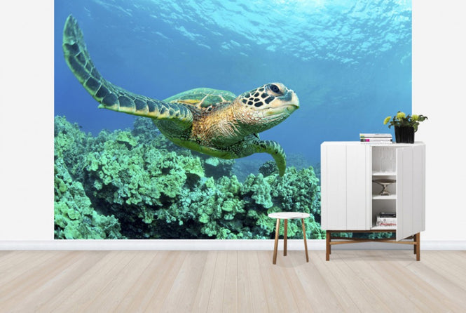 PHOTOWALL / Sea Turtle in Coral (e24724)