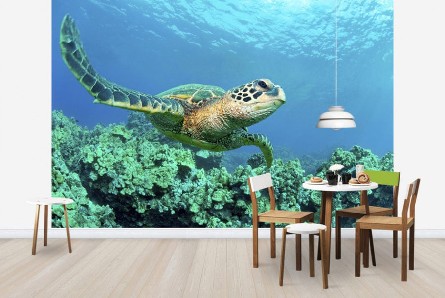 PHOTOWALL / Sea Turtle in Coral (e24724)