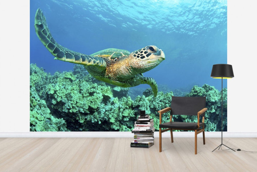 PHOTOWALL / Sea Turtle in Coral (e24724)