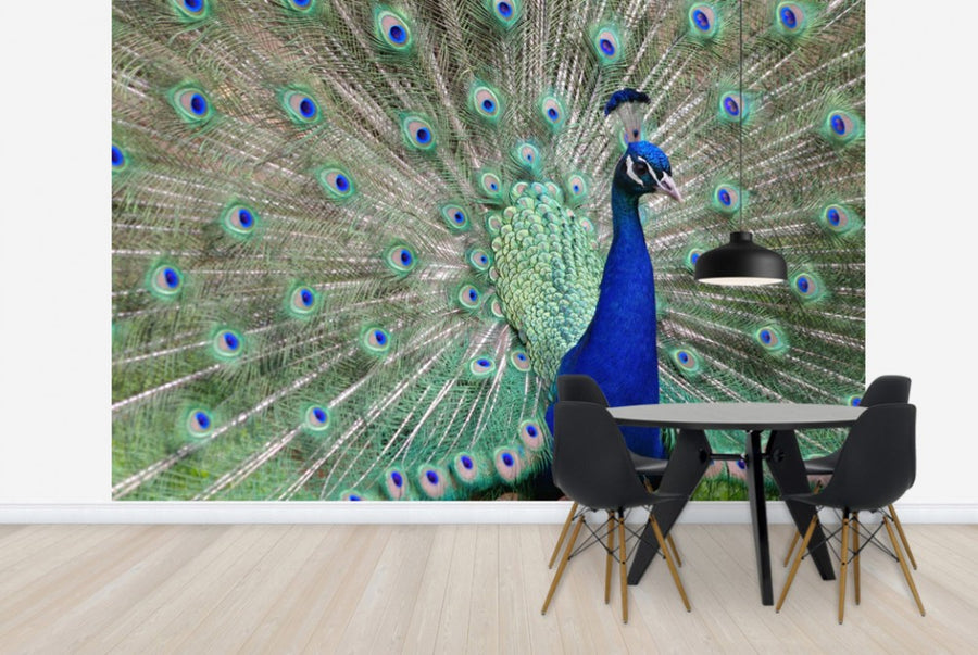 PHOTOWALL / Peacock Showing off (e24735)