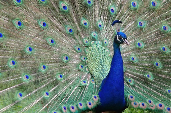 PHOTOWALL / Peacock Showing off (e24735)