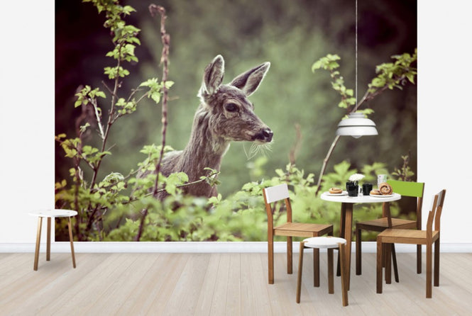 PHOTOWALL / Deer in Forest (e24746)