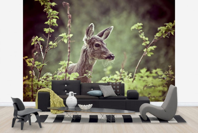 PHOTOWALL / Deer in Forest (e24746)