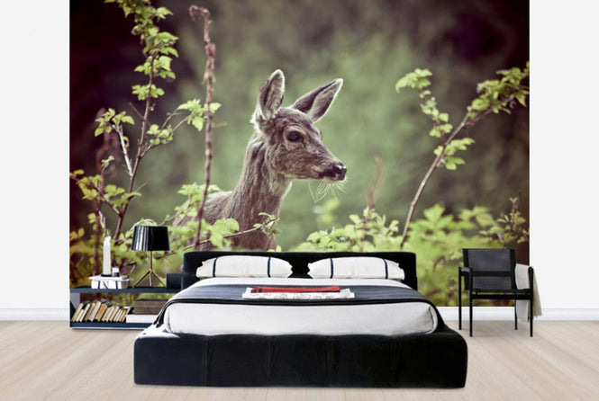 PHOTOWALL / Deer in Forest (e24746)