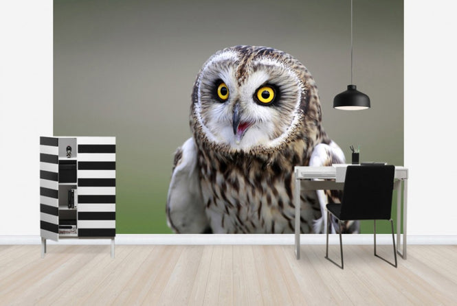 PHOTOWALL / Short-Eared Owl (e24747)