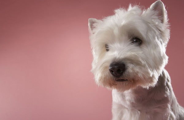 PHOTOWALL / West Highland Terrier (e24759)