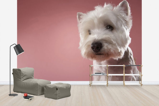 PHOTOWALL / West Highland Terrier (e24759)