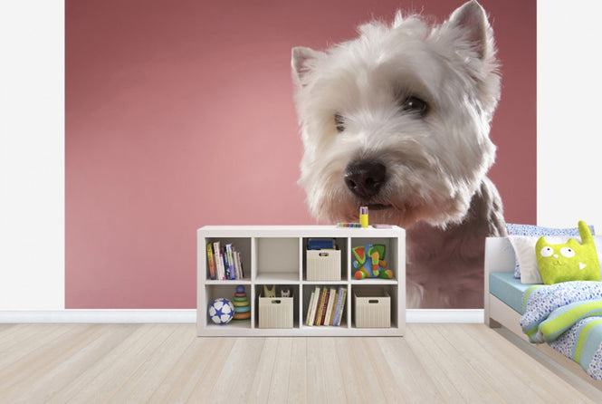 PHOTOWALL / West Highland Terrier (e24759)